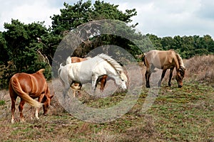 A herd of grazing horses