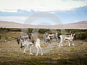 Herd of grazing reindeer, Sweden