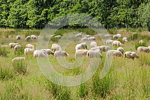 Herd of grazing sheep in a meadow