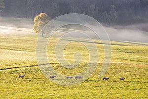 A herd of grazing sheep on a meadow