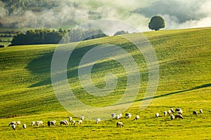 A herd of grazing sheep on a meadow