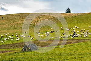 Stádo pasúcich sa oviec na lúke vo vidieckej krajine