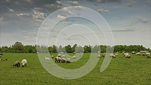 Herd of grazing sheep on the outskirts of Hanover