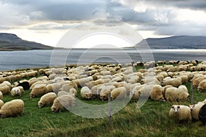 A herd of grazing sheep on the shore of a pond overlooking the mountains.