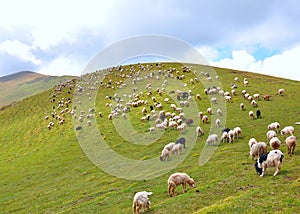 Herd of grazing sheeps
