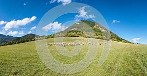 Herd of grazing sheeps on mountain pasture