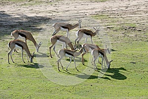 A herd of grazing springboks