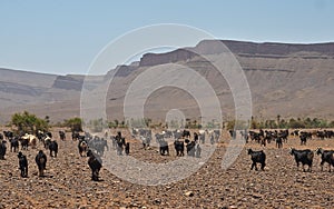 Herd grazing in wasteland