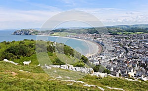 A Herd of Great Orme Goats High Above Llandudno, Wales, GB, UK