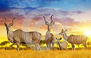 Herd of Greater kudu on the savannah