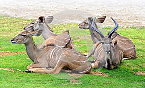 Herd of Greater Kudu Tragelaphus strepsiceros.