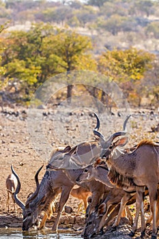 A herd of greater kudu Tragelaphus strepsiceros drinking at a waterhole, Ongava Private Game Reserve  neighbour of Etosha, Nam