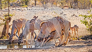 A herd of greater kudu Tragelaphus strepsiceros drinking at a waterhole, Ongava Private Game Reserve  neighbour of Etosha, Nam