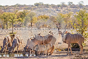 Herd of greater kudu Tragelaphus strepsiceros drinking at the waterhole, Ongava Private Game Reserve  neighbour of Etosha, Nam