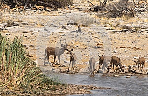 Herd of Greater Kudu at a waterhole in Etosha National Park