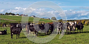 A herd on a green pasture of a dairy farm in Ireland. A green grass field and cattle under a blue sky. Agricultural landscape, cow