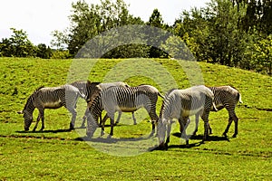 Herd of The Grevy`s zebra Equus grevyi saves green grass