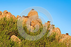 Herd group of hyrax on the stone hill. Rock Hyrax in rock habitat, stone in rocky mountain. Wildlife scene from nature. Many