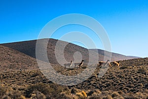 Herd of guanacos Lama guanicoe spotted in the steppes of Villavicencio natural reserve, in Mendoza, Argentina