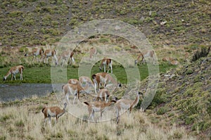 Herd of guanacos in Torres del Paine National Park.
