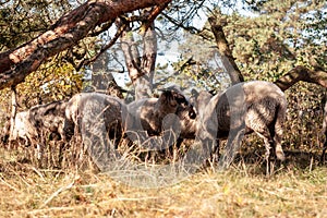 A herd of Haether Sheep grazing at the Drenthse AA area, near the Town of Zeegse, at the moorlands, in the North of the