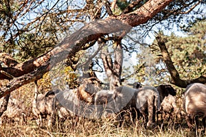 A herd of Haether Sheep grazing at the Drenthse AA area, near the Town of Zeegse, at the moorlands, in the North of the