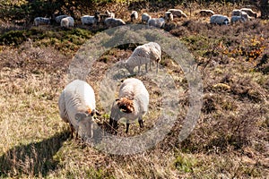 A herd of Haether Sheep grazing at the Drenthse AA area, near the Town of Zeegse, at the moorlands, in the North of the