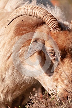 A herd of Haether Sheep grazing at the Drenthse AA area, near the Town of Zeegse, at the moorlands, in the North of the