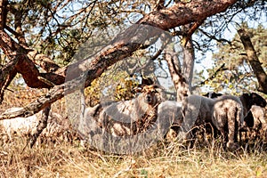 A herd of Haether Sheep grazing at the Drenthse AA area, near the Town of Zeegse, at the moorlands, in the North of the