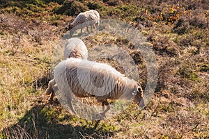A herd of Haether Sheep grazing at the Drenthse AA area, near the Town of Zeegse, at the moorlands, in the North of the