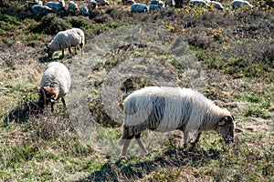 A herd of Haether Sheep grazing at the Drenthse AA area, near the Town of Zeegse, at the moorlands, in the North of the