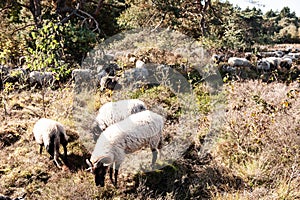 A herd of Haether Sheep grazing at the Drenthse AA area, near the Town of Zeegse, at the moorlands, in the North of the