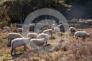 A herd of Haether Sheep grazing at the Drenthse AA area, near the Town of Zeegse, at the moorlands, in the North of the