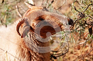 A herd of Haether Sheep grazing at the Drenthse AA area, near the Town of Zeegse, at the moorlands, in the North of the