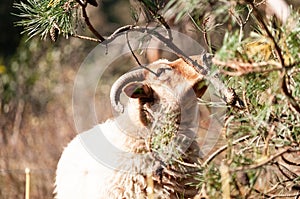 A herd of Haether Sheep grazing at the Drenthse AA area, near the Town of Zeegse, at the moorlands, in the North of the