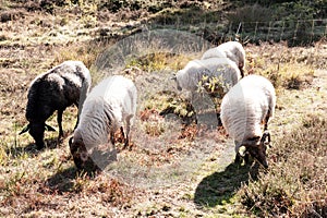 A herd of Haether Sheep grazing at the Drenthse AA area, near the Town of Zeegse, at the moorlands, in the North of the