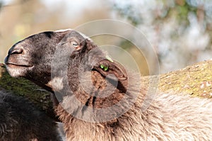 A herd of Haether Sheep grazing at the Drenthse AA area, near the Town of Zeegse, at the moorlands, in the North of the