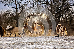 Herd of haflinger, paint and brown horses