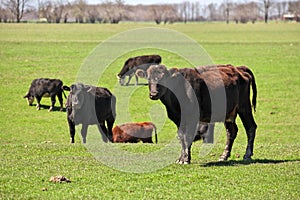 Herd of Happy Brown Black and Red Beef Cattle Cows Grazing in Field with one Looking at Camera photo