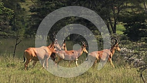 A Herd Of Hartebeest Walking Solemnly In The Grassland In El Karama Lodge In Kenya. -wide