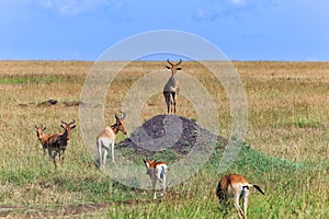 Herd of hartebeests at the masai mara