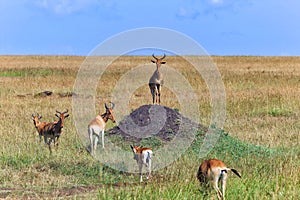 Herd of hartebeests at the masai mara photo