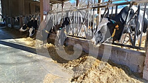 Herd of healthy dairy cows feeding in row of stables in feedlot barn on farm