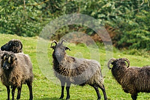Herd of Hebridean Sheep Bearing Strange Horns and Rugged Fleeces.