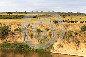 Herd of herbivores on the precipice. Masai Mara, Kenya photo