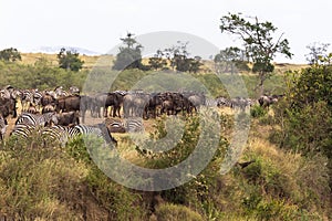 Herd of herbivores on the high bank. Masai Mara, Kenya photo