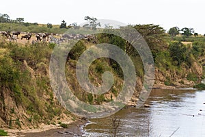 Herd of herbivores on the steep bank of the Mara river. Kenya, Africa