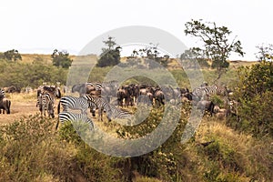 Herd of herbivores on the steep bank of the river. Mara river, Kenya