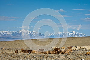 Herd of herbivorous animals in prairie