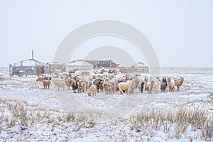 Herd of herbivorous animals in snowy prairie